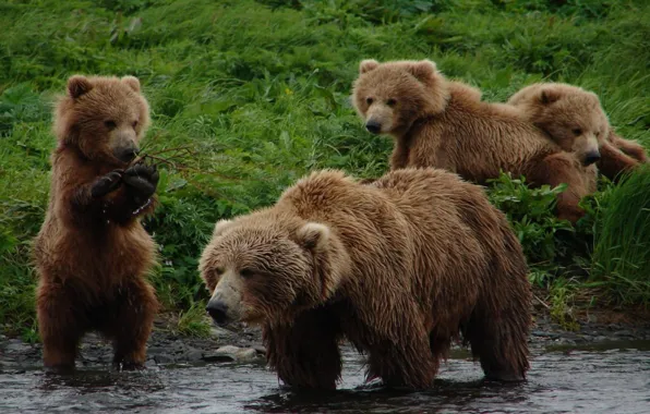 Картинка animals, Wallpaper, bears, Gallery, .Grizzly