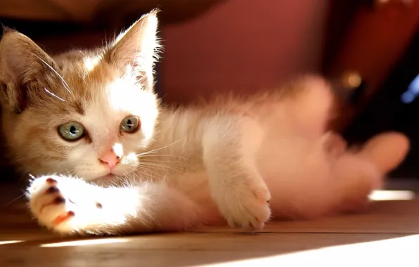 Картинка солнце, лежит, котёнок, смотрит, kitten, cats