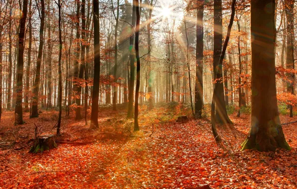 Картинка листопад, лучи солнца, осенний лес