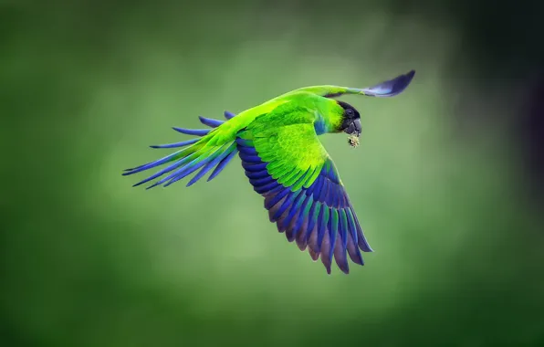 Фон, птица, полёт, Черноголовый попугай, Nandayus nenday, Nanday parakeet, черноголовый аратинга