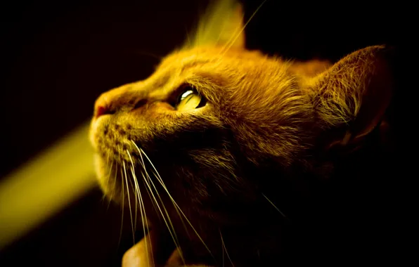 Картинка кошка, глаза, кот, усы, свет, фон, обои, тень