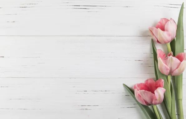Цветы, тюльпаны, розовые, pink, flowers, beautiful, tulips, spring
