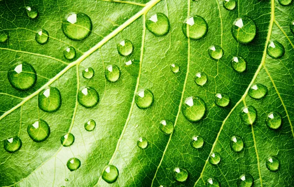Green, Water, drops, leaf, plant