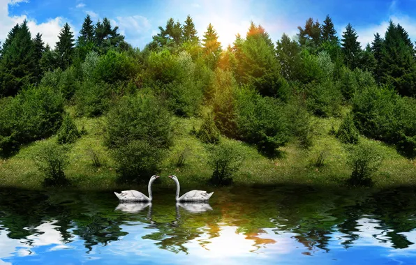Картинка лес, животные, солнце, отражение, река, лебеди