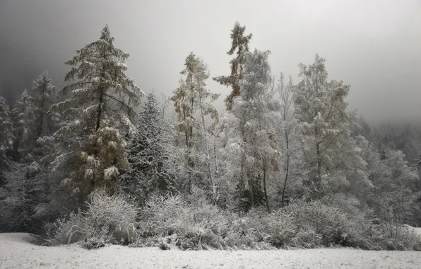 Зима, деревья, природа