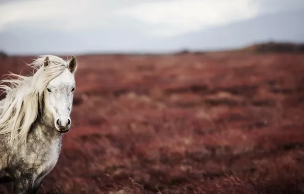 Поле, природа, конь
