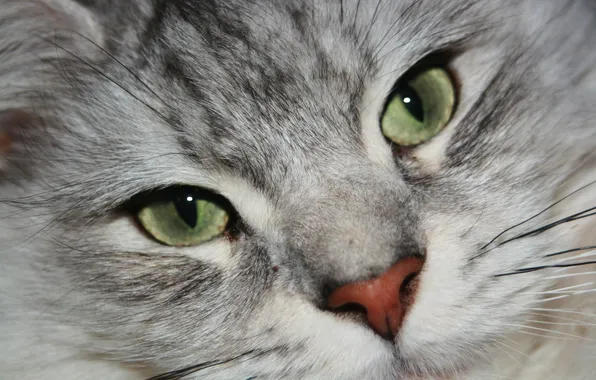 Картинка кошка, взгляд, морда, животное, зеленые глаза