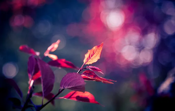 Фиолетовый, листья, макро, фон, дерево, розовый, обои, размытие