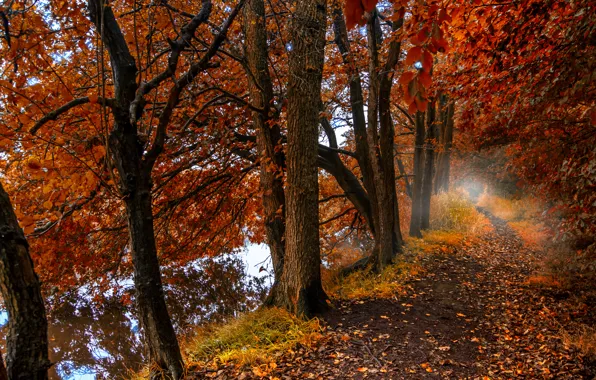 Картинка осень, лес, листья, деревья, природа, туман, озеро, отражение