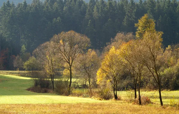 Картинка поле, лес, деревья, поляна, Осень, хвоя