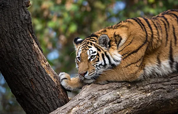 Картинка деревья, тигр, лежит