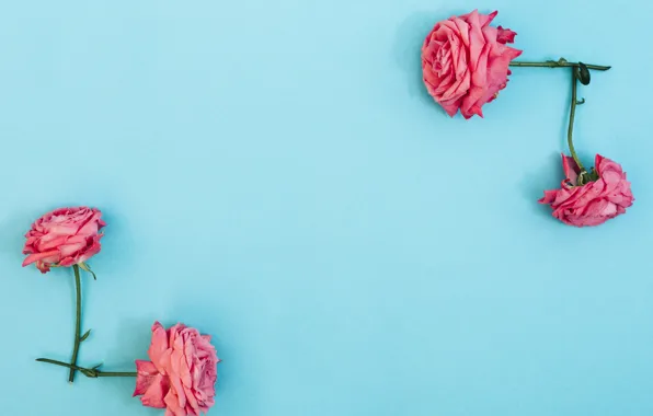 Картинка цветы, розы, розовые, pink, flowers, beautiful, голубой фон, roses