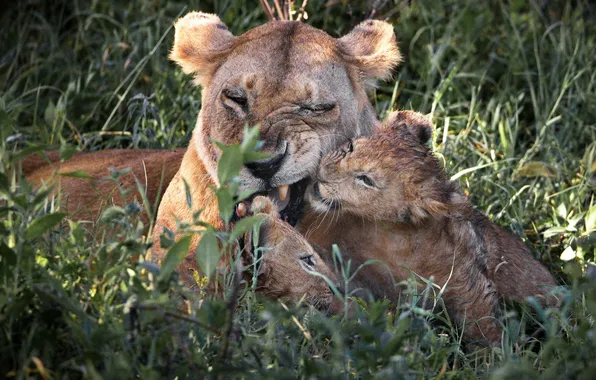 Grass, lioness, cub, felines