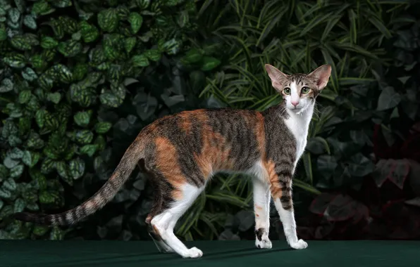 Кошка, кот, взгляд, поза, листва, стоит, ориентал, ориентальная кошка