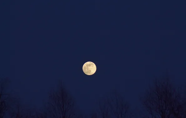 Картинка небо, деревья, ночь, природа, луна, вечер, сумерки, полнолуние