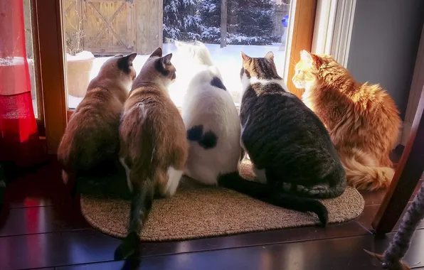 Зима, кошки, поза, коты, окно, компания, наблюдение, друганы