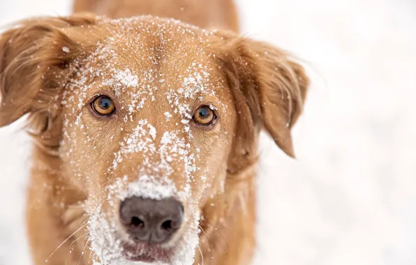 Картинка снег, рыжий, пёс