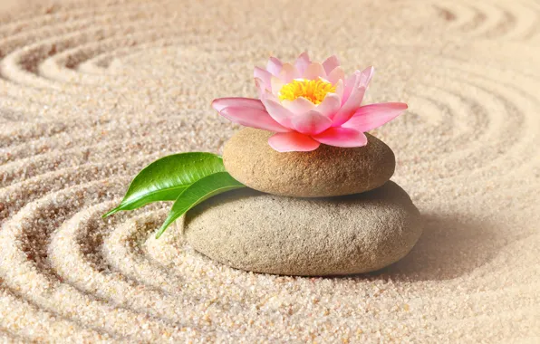 Картинка песок, цветок, камни, лотос, flower, pink, sand, спа