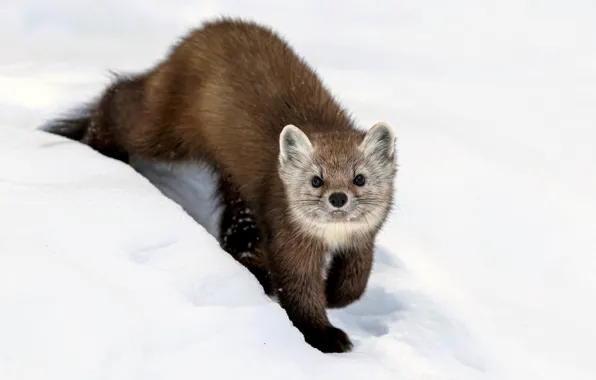Зима, снег, Канада, боке, куница, American Pine Marten, Algonquin Provincial Park