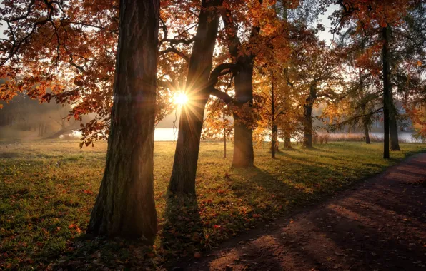 Картинка осень, солнце, лучи, деревья, пейзаж, природа, пруд, парк