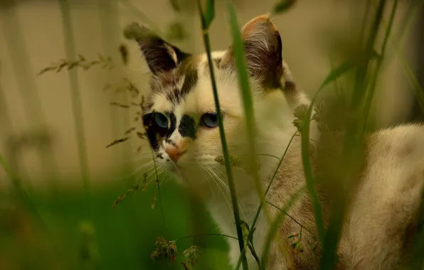 Картинка кошка, мордочка, травинки