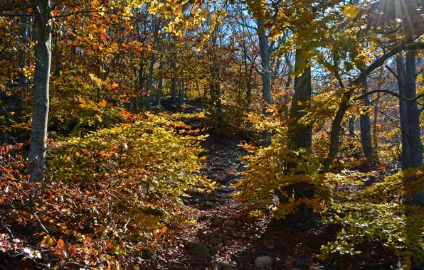Картинка осень, лес, листья, солнце, лучи, деревья, камни