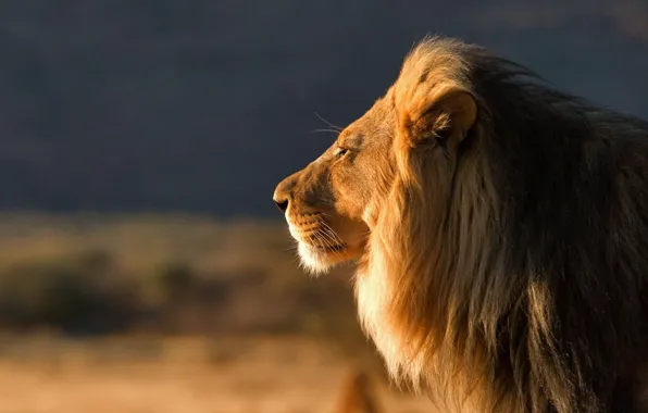 Картинка кошка, лев, большая, царь зверей, хищьник, дикая, самец