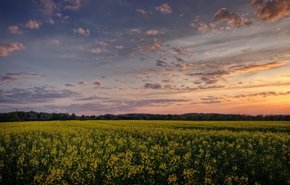 Nature, town, farm