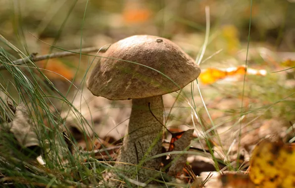 Осень, лес, тепло, грибы, Гриб, forest, autumn, warm