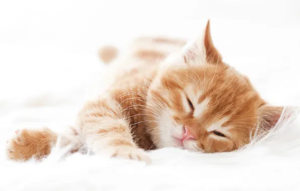 Кошка, поза, котенок, сон, рыжий, спит, лежит, мордашка