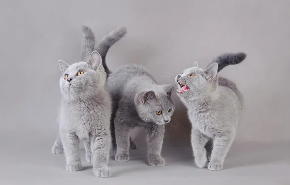 Кошки, котенок, фон, котята, серые, трио, фотосессия, три котенка