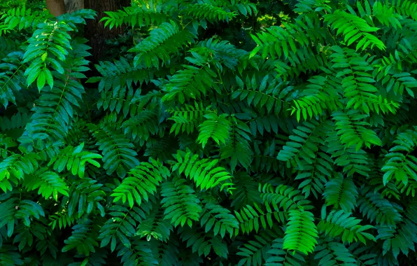 Tree, leafs, plant, twigs