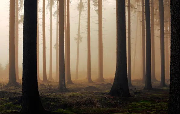 Картинка лес, деревья, туман, утро