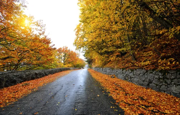 Дорога, осень, листья, солнце, деревья, желтые