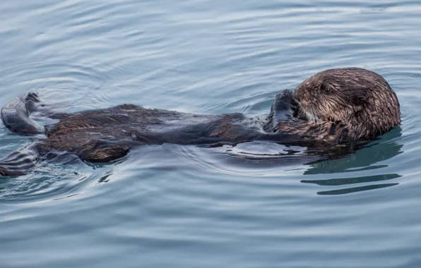 Animal, otter, willife
