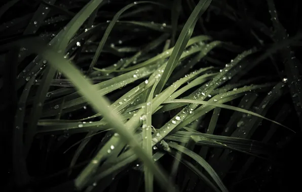 Картинка трава, капли, роса, дождь, темные обои