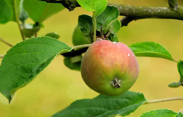 Apple, fruit, twig