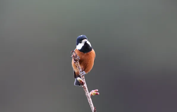 Blue, Black, White, Bird, Brown, Beak, Eye, Branch