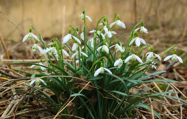 Flower, snowdrops, blooming