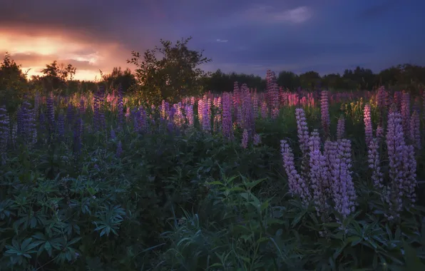 Картинка поле, лето, пейзаж, цветы, природа, утро, люпины