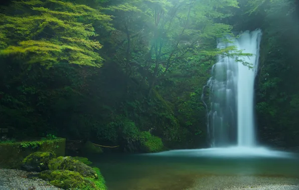 Картинка лес, деревья, водопад, Япония, Japan, Fujinomiya, Фудзиномия, Shiraito Falls