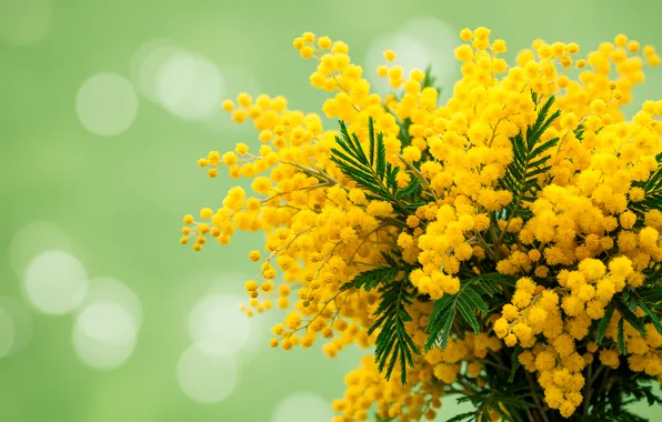 Букет, wallpaper, 8 марта, bokeh, spring, bouquet, mimosa, мимозы
