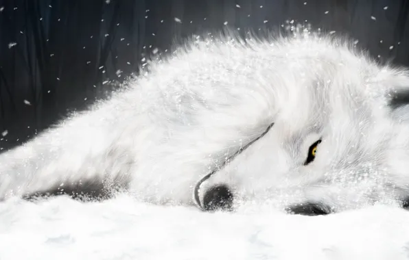 Рисунок, волк, Белый, Wolfs Rain, Kiba, supermonchi