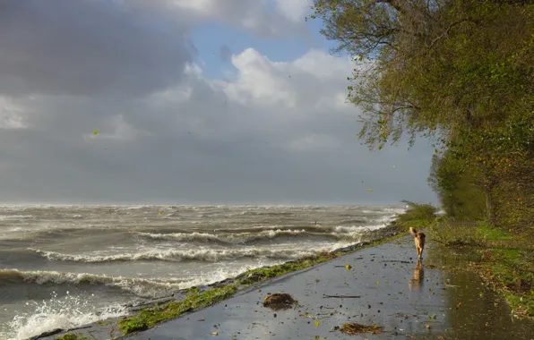 Волны, шторм, ветер, берег, собака