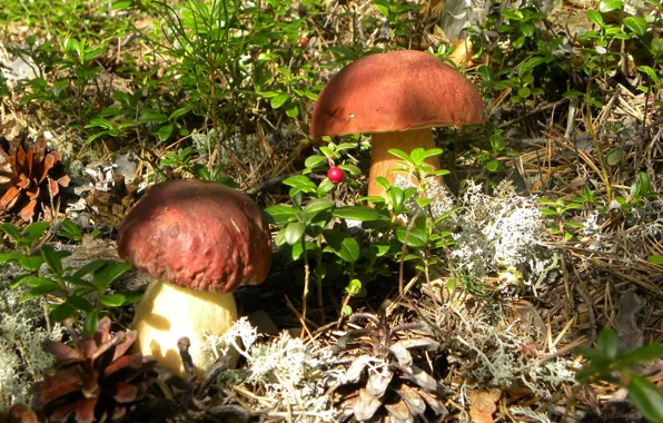 Картинка грибы, шишки, белый гриб, брусника, боровик
