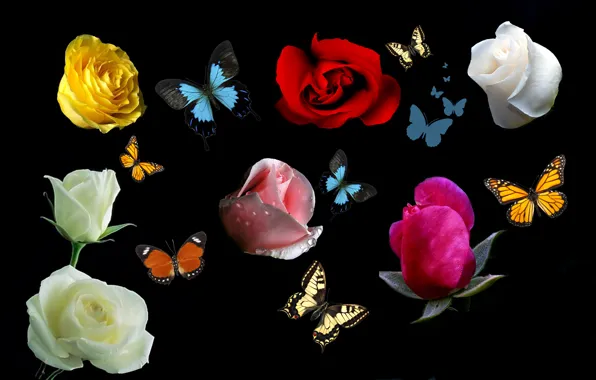 Картинка цветы, коллаж, бабочка, розы