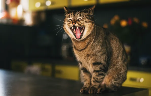 Кошка, кот, морда, пасть, сидит, зевает