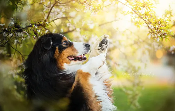 Природа, друг, собака