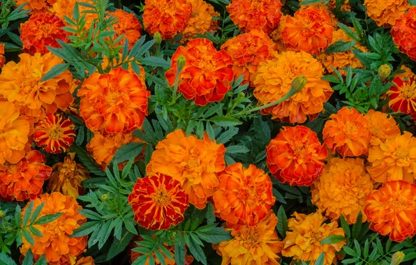 Цветы, клумба, бархатцы