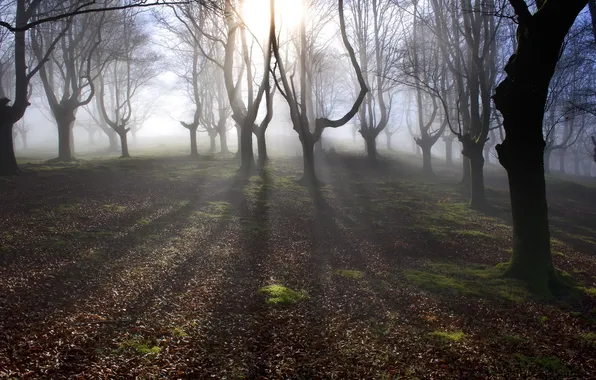 Картинка лес, свет, деревья, туман, утро